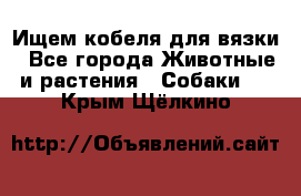 Ищем кобеля для вязки - Все города Животные и растения » Собаки   . Крым,Щёлкино